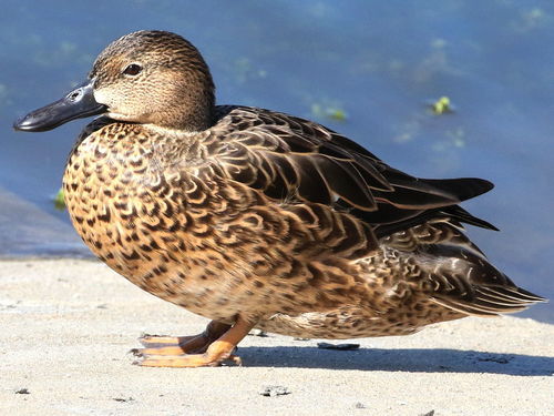 Pato Colorado (Spatula cyanoptera)