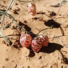 Astragalus ceramicus