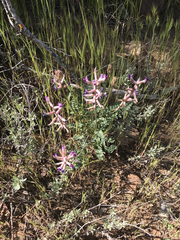 Astragalus tephrodes