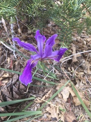 Iris hartwegii australis