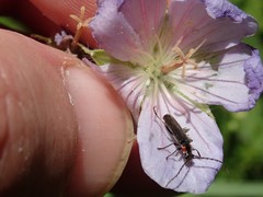 Cantharis tuberculata