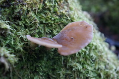 Hohenbuehelia clelandii