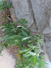 Artemisia vulgaris
