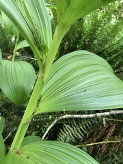 Veratrum viride eschscholtzianum