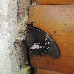 Heraclides anchisiades capys