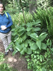 Veratrum viride eschscholtzianum