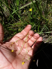 Ranunculus laxicaulis