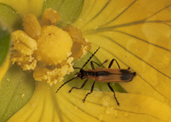 Microdaiphron implicitus