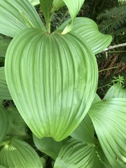 Veratrum viride eschscholtzianum