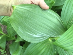 Veratrum viride eschscholtzianum