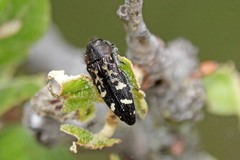 Acmaeodera connexa