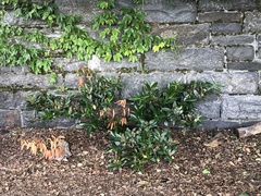 Pseudaulacaspis prunicola