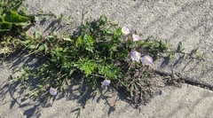 Convolvulus arvensis