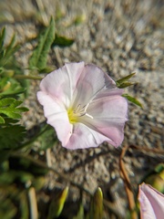 Convolvulus arvensis
