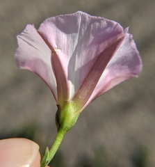 Convolvulus arvensis