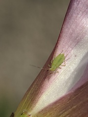 Myzus persicae