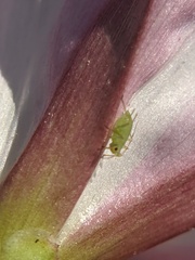 Myzus persicae
