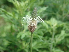 Plantago lanceolata