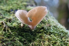 Hohenbuehelia clelandii