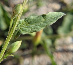 Convolvulus arvensis