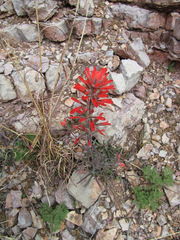 Castilleja chromosa