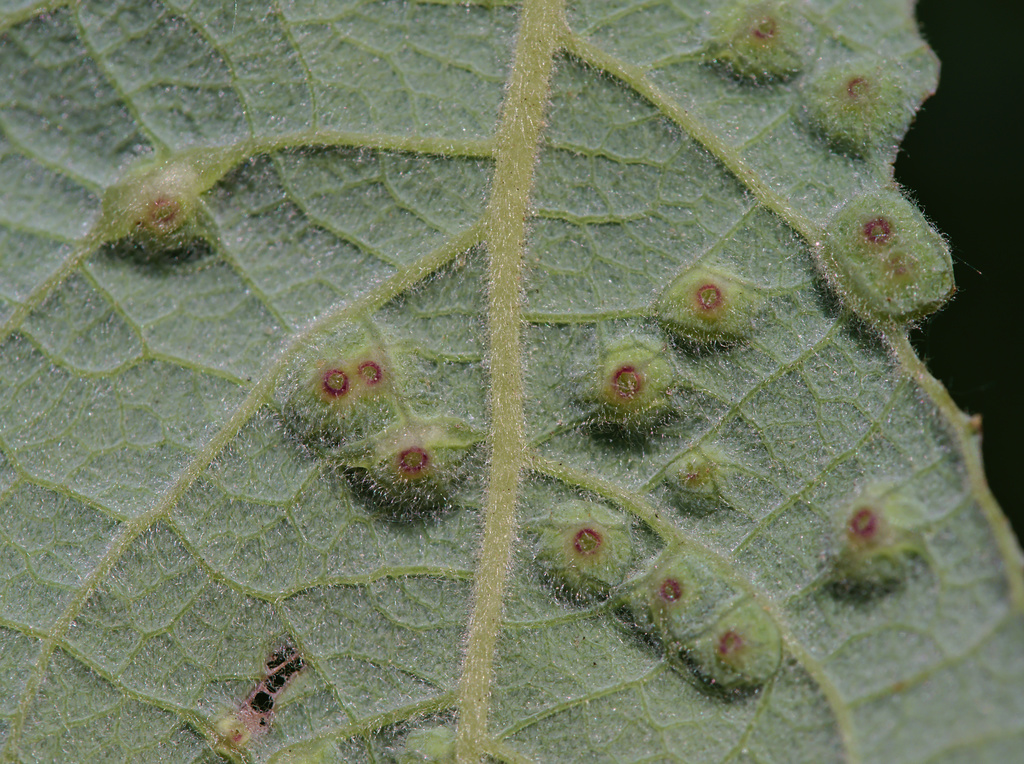 Iteomyia capreae