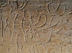 Pityogenes chalcographus