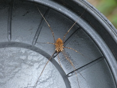 Leiobunum ventricosum