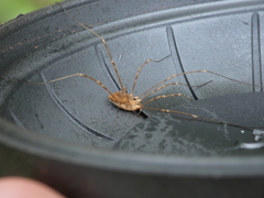 Leiobunum ventricosum