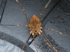 Leiobunum ventricosum