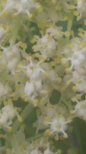 Viburnaceae image