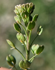 Lepidium ruderale