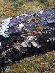 Lobaria hallii