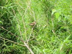 Lanius bucephalus