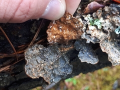 Lobaria hallii