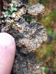 Lobaria hallii