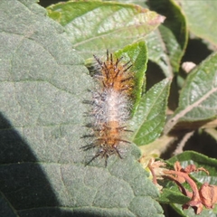 Actinote pellenea pellenea