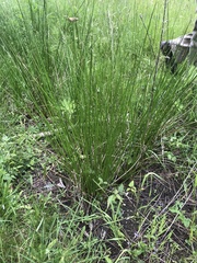 Juncus effusus effusus