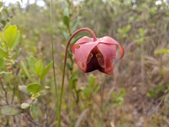 Sarracenia rubra