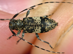 Leiopus linnei