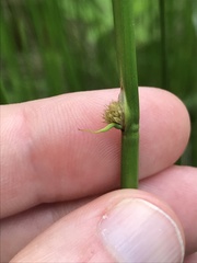 Juncus effusus effusus