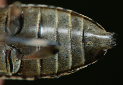 Leiopus linnei