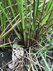 Juncus effusus effusus