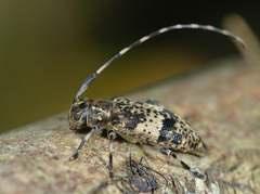 Leiopus linnei