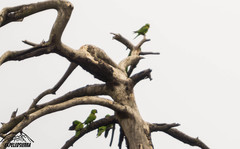 Rhynchopsitta terrisi