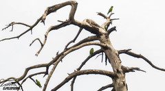 Rhynchopsitta terrisi