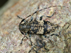 Leiopus linnei