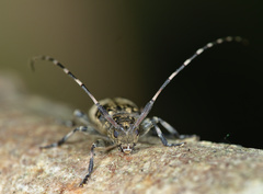 Leiopus linnei