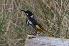 Phylidonyris novaehollandiae novaehollandiae