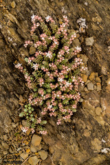 Sedum potosinum